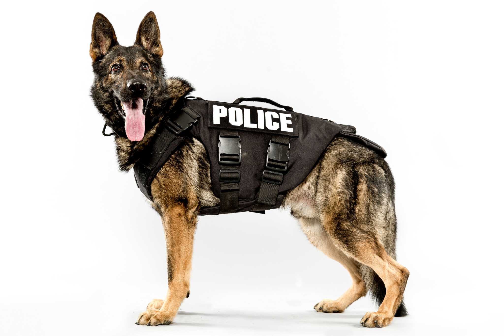 Police Dog